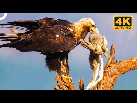 Wedge-Tailed Eagle: The Master Hunter