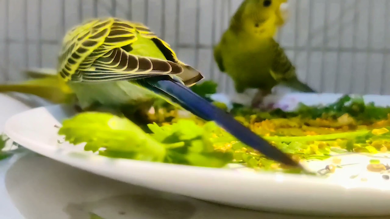 Budgies eating coriander and seeds Budgies favorite food YouTube