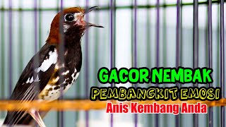 ANIS KEMBANG GACOR NEMBAK, PEMBANGKIT EMOSI ANIS KEMBANG LOYO LANGSUNG ON