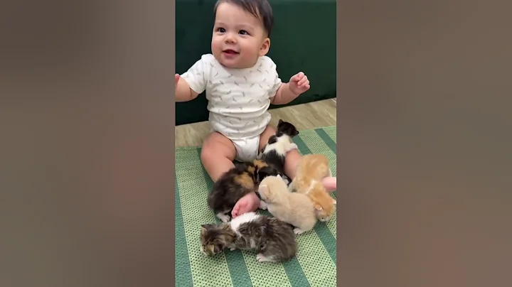 Video 10169911: kitten baby cat funnycats, funny kittens baby cats, cat kitten baby love, cat vs kitten