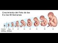 Mirada al Pasado al Presente y Futuro Hoy Desarrollo embrionario y fetal del cerebro humano