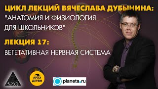 Вячеслав Дубынин: "Вегетативная нервная система" (Лекция 17)