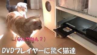 Cats surprised by DVD players【猫おもしろ】DVDプレイヤーに驚く猫達が可愛すぎたｗ【マンチカン】【スコテッシュフォールド】【保護猫】