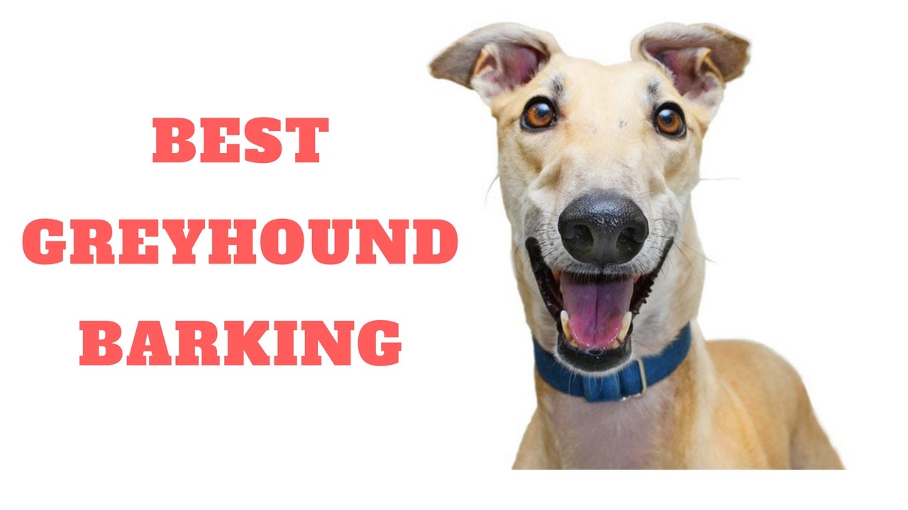 Best Greyhound Barking Compilation Dogs Barking Sound YouTube