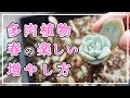 【多肉植物】春は思いっきり増やしましょう！