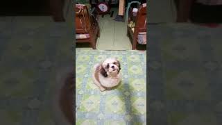 My Bubbly Cutie Bestie