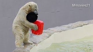 楽しそうなポロロ~Polar Bear 