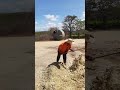 Cunhado véi desenrolado, no trabalho rural#nordeste