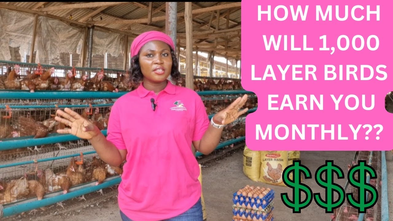 How MUCH PROFIT Will 1000 Layer Chickens Earn You Every Month