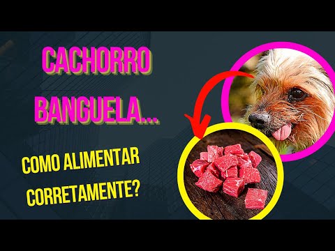 Vídeo: Quando os bicos dos cães de enfermagem voltam ao normal?