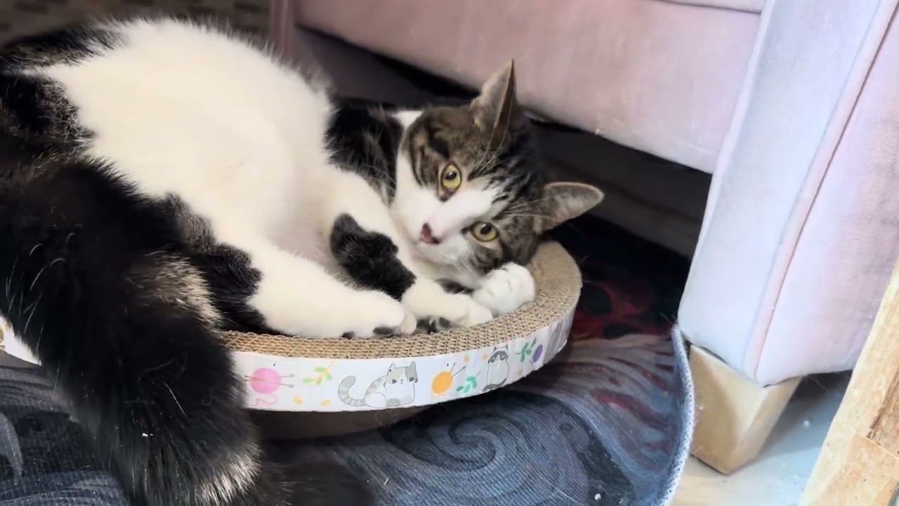 Riley & Rex Round Corrugated Cat Scratcher