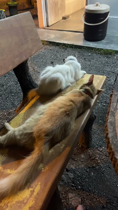 Bidin dan Jibuna 8/4/2025