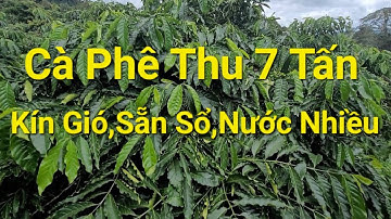 (Số 903)Vườn Cà Phê Cho Thu Sẵn Sổ Nước Bao La Kín Gió #bandatdaknong #nhadatdaknong 