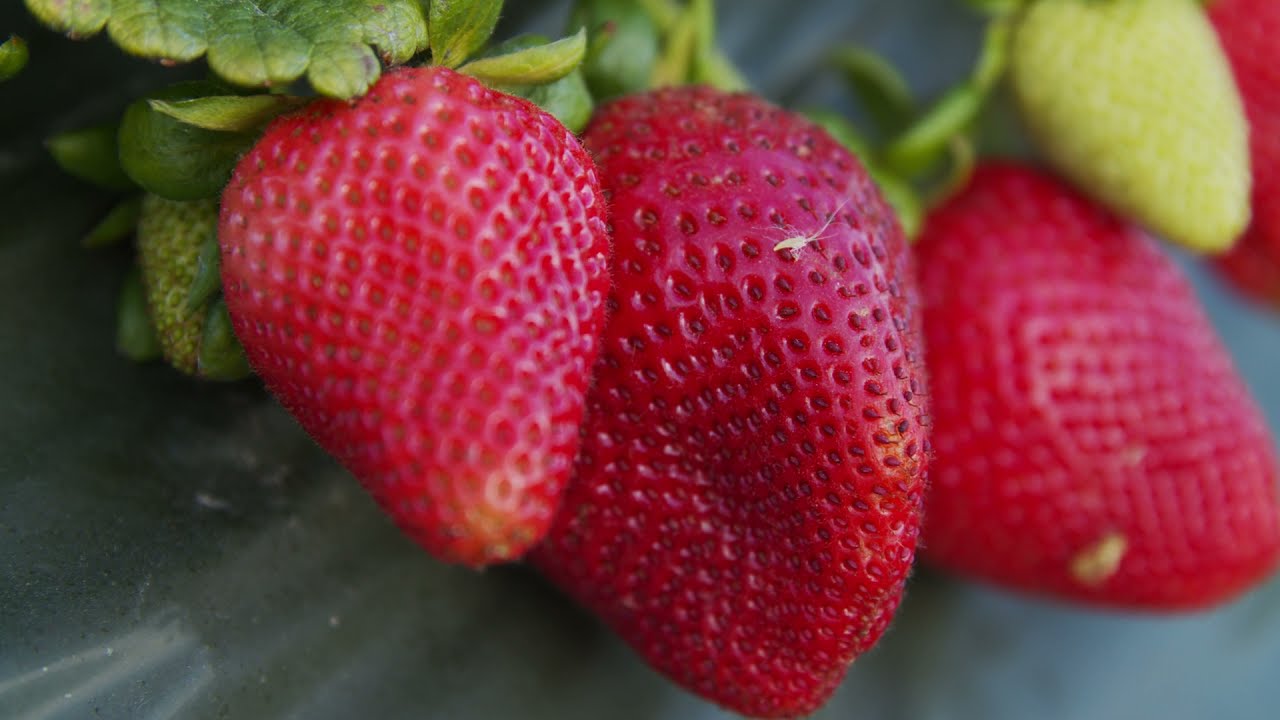 Earthmade Strawberry Fields / Etchandy Farms and GEM Pack Testimonial YouTube