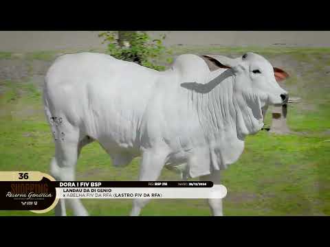 LOTE 36   DORA I FIV BSP   BSP 218 zap 1