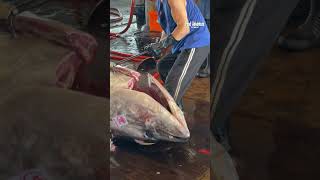 Ultimate 500 Pound Giant Bluefin Tuna Master Cut