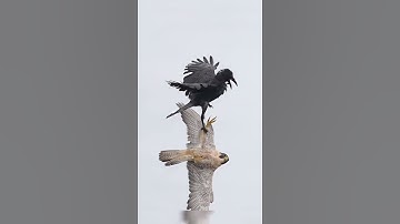 The nature that surrounds us. #calmingmusic #birds #shortvideo