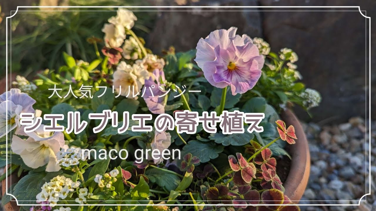 シエルブリエの寄植え Ann様 確認用 シエルブリエの寄せ植え