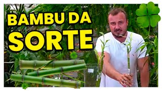 Os Cuidados que Você Precisa ter para não Perder o seu Bambu da Sorte