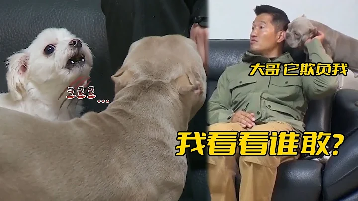 惡霸犬居然一點都不「惡霸」，每天被馬爾基斯欺負，還得靠訓犬師替它撐腰 - 天天要聞