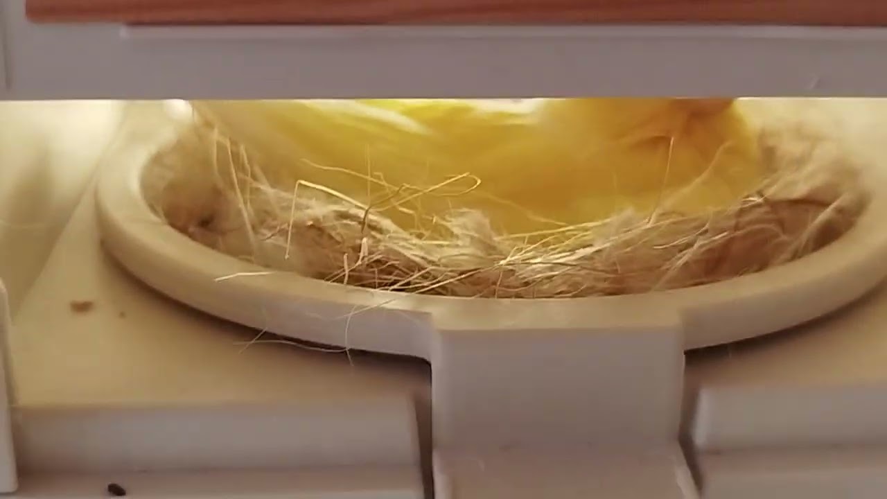 Vidéo 11 nouvelle acquisition 