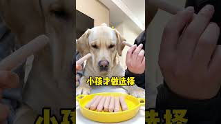 【旺仔很忙🐶】这狗子的人情世故，玩的还挺溜…