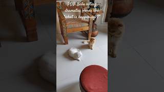 POV: Bella acting dramatic, Honey like “what is happening??”#viral