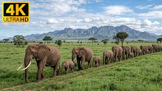 Wild Africa Nature 4K - Stunning Safari Animals with Soft Piano Music for Relaxation and Sleep 💤🌅 screenshot 5