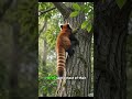 Why Red Pandas Are So Adorable! ❤️🐼 #Shorts