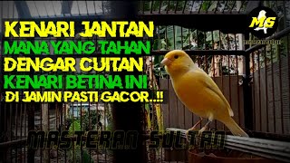 CUITAN KENARI BETINA MEMANGGIL JANTAN PALING AMPUH #kenari#kenarigacor #kicaumania