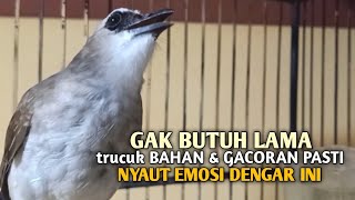 Trucuk BETINA memanggil Jantan Suara Birahi Ngecuplik 100% pancingan trucukan gacor agar BUNYI EMOSI