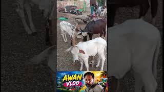 Beautiful Healthy Calves for Sale | Village Cattle Market 2026