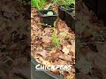 Growing Black Chickpeas In Tiny Spaces