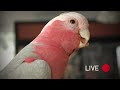 Live Video With My Galah | Bandit Boy Talking