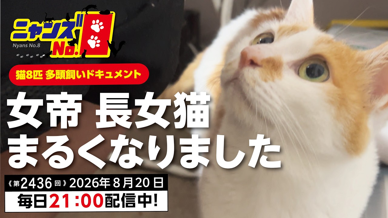 にゃんねこです。 No. 2436) The Empress, our eldest cat, has softened up - YouTube