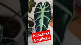 Алоказия Бамбино #shorts