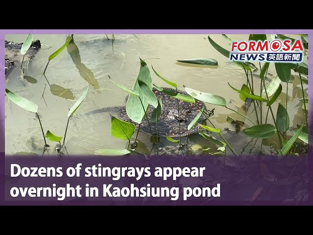 Dozens of stingrays appear overnight in Kaohsiung pond｜Taiwan News