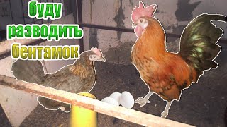 Бентамские карликовые куры - лучшие Несушки?!