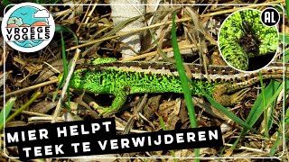 Download Lagu Mier lijkt een zandhagedis te helpen met een teek | Zelf Geschoten | Vroege Vogels MP3