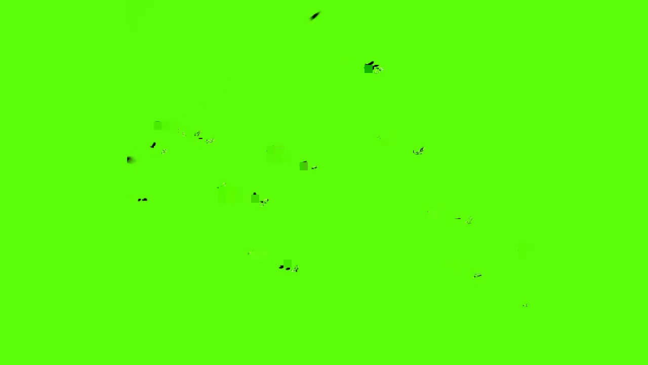 bird flying effect green screen video chroma key - YouTube