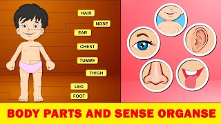 My Body Parts and Sense Organs | parts of the body | Learn English for kids | educational video screenshot 1