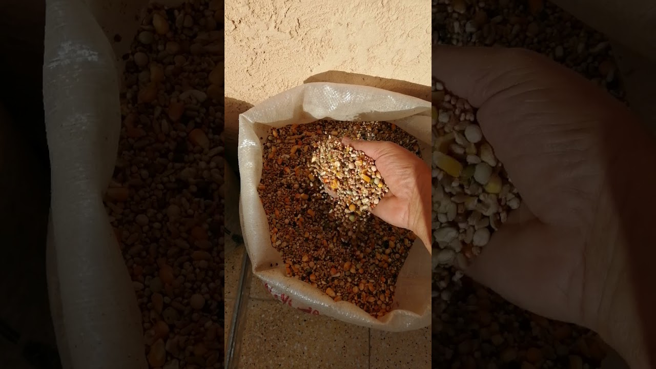 عليقة أمهات الحمام اللاحم الفرنسي