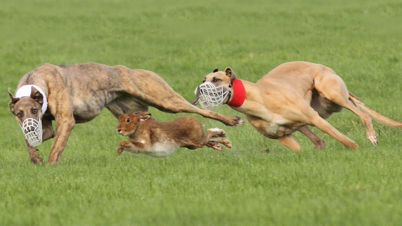 Dog Video-Greyhound Coursing Race -ireland greyhound-25-12-2019  