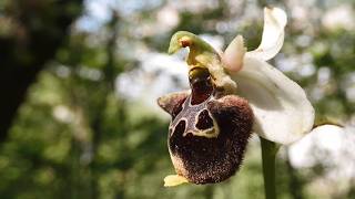 Did I find Albert's spider orchid?