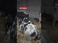 This Mother Cow Was Shot for Failing to Stand: Animal Equality
