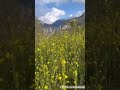 #Bahar manzara sarı çiçekler#youtubeshorts#viral#garden#manzara#andırın#flowers#kuş #cats#civciv#