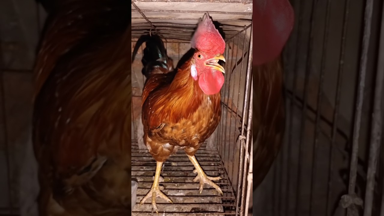 big rooster Crowing video. rooster Crowing Sound. 