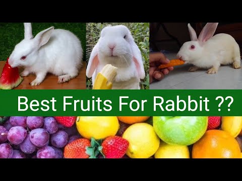 Best Safe Fruits For Rabbit
