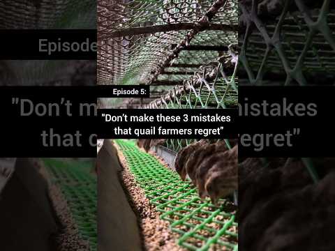 Episode 5 Biggest Mistakes In Quail Egg Farming Quail Farm Problem And Solution Quailfarming 