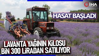 Hasadı Başlayan Lavanta Yağının Kilosu Bin 300 Liradan Satılıyor